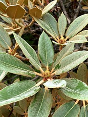 Rhododendron hyperythrum