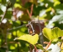 Archilestes