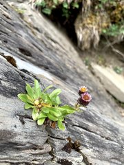 Erigeron morrisonensis morrisonensis