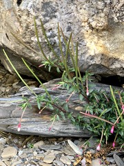 Epilobium hohuanense