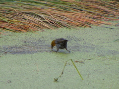 Chrysomus icterocephalus bogotensis