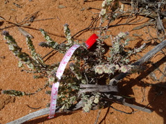 Maireana trichoptera