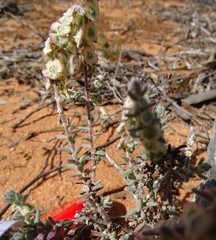 Maireana trichoptera