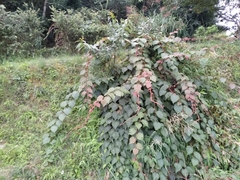 Actinidia setosa