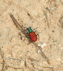 Cicindela scutellaris scutellaris