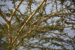 Bradornis microrhynchus