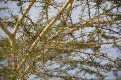 Bradornis microrhynchus