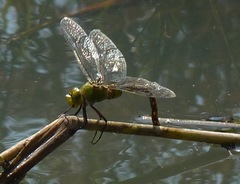 Anax indicus