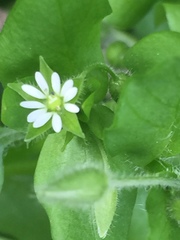 Stellaria media