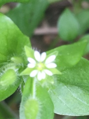 Stellaria media