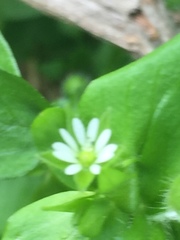 Stellaria media