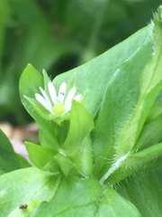 Stellaria media
