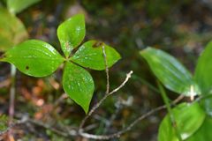 Cornus canadensis