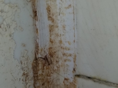 Scutigera coleoptrata