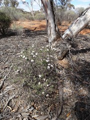 Olearia calcarea