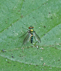 Condylostylus longicornis