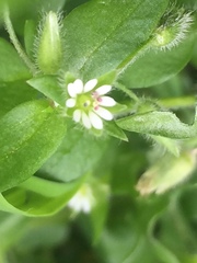 Stellaria media