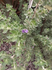 Prostanthera rotundifolia