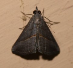 Hypena degesalis