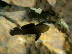 Needlespine Coral Goby photo 2
