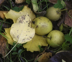 Pyrus ussuriensis