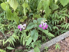 Impatiens balfourii