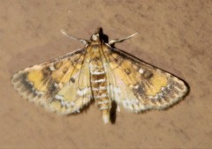 Niphograpta albiguttalis