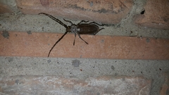 Gnaphalodes trachyderoides