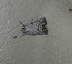 Catabenoides