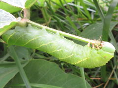 Clanis bilineata