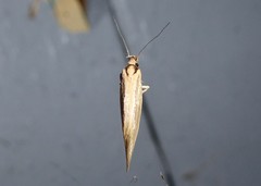 Tingena chloradelpha