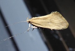 Tingena chloradelpha