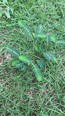 Phyllanthus urinaria