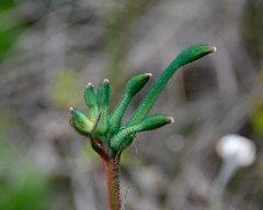 Anigozanthos viridis