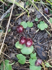 Corybas fimbriatus