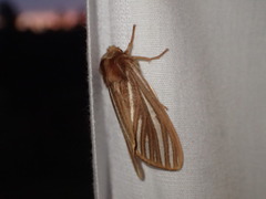 Sabulodes niveostriata