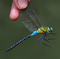 Anax nigrofasciatus