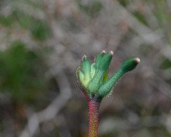 Anigozanthos viridis