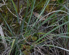 Anigozanthos viridis