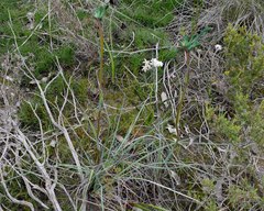 Anigozanthos viridis