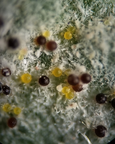 Bindweed Powdery Mildew