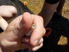 Campostoma oligolepis