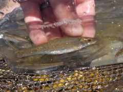 Campostoma oligolepis