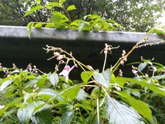 Impatiens devolii