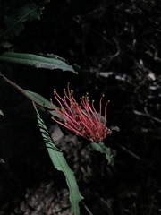 Grevillea longifolia