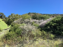 Ceanothus cuneatus ramulosus