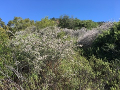 Ceanothus cuneatus ramulosus