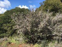 Ceanothus cuneatus ramulosus