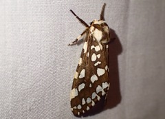 Lophocampa ingens