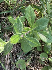 Osteospermum grandidentatum